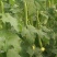 新鲜采摘鲜花丝瓜徐州新沂丝瓜适合超市批发欢迎前来咨询