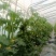 新鲜采摘鲜花丝瓜徐州新沂丝瓜适合超市批发欢迎前来咨询