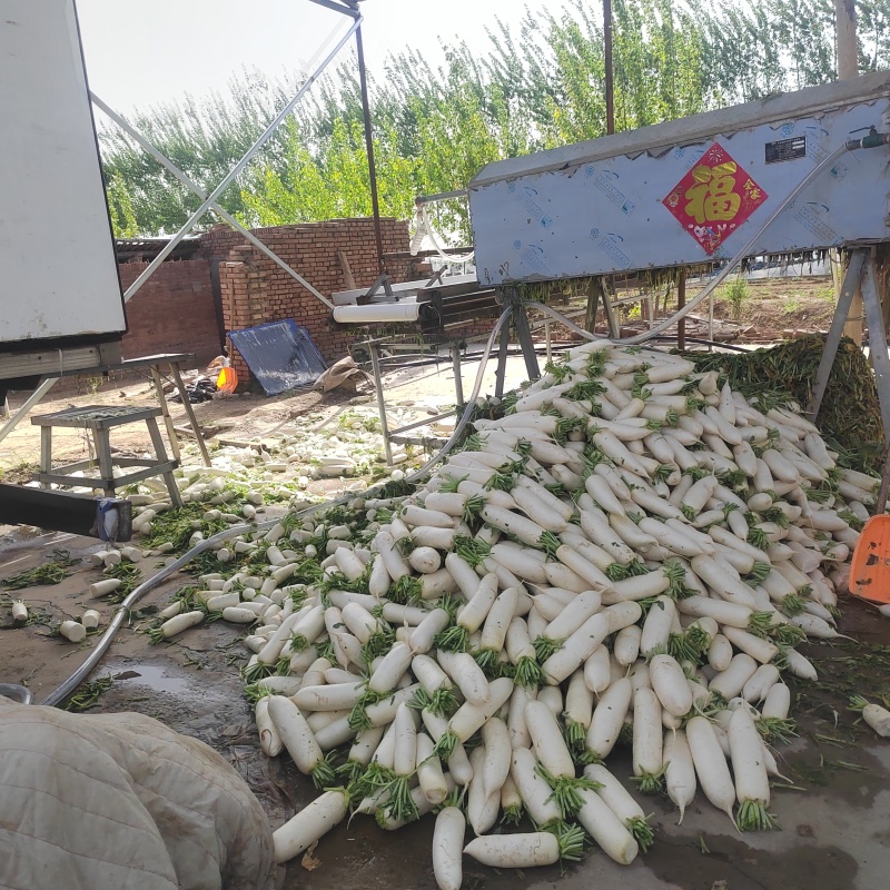 河北廊坊产区精品白萝卜大量上市，欢迎新老客户前来采购！