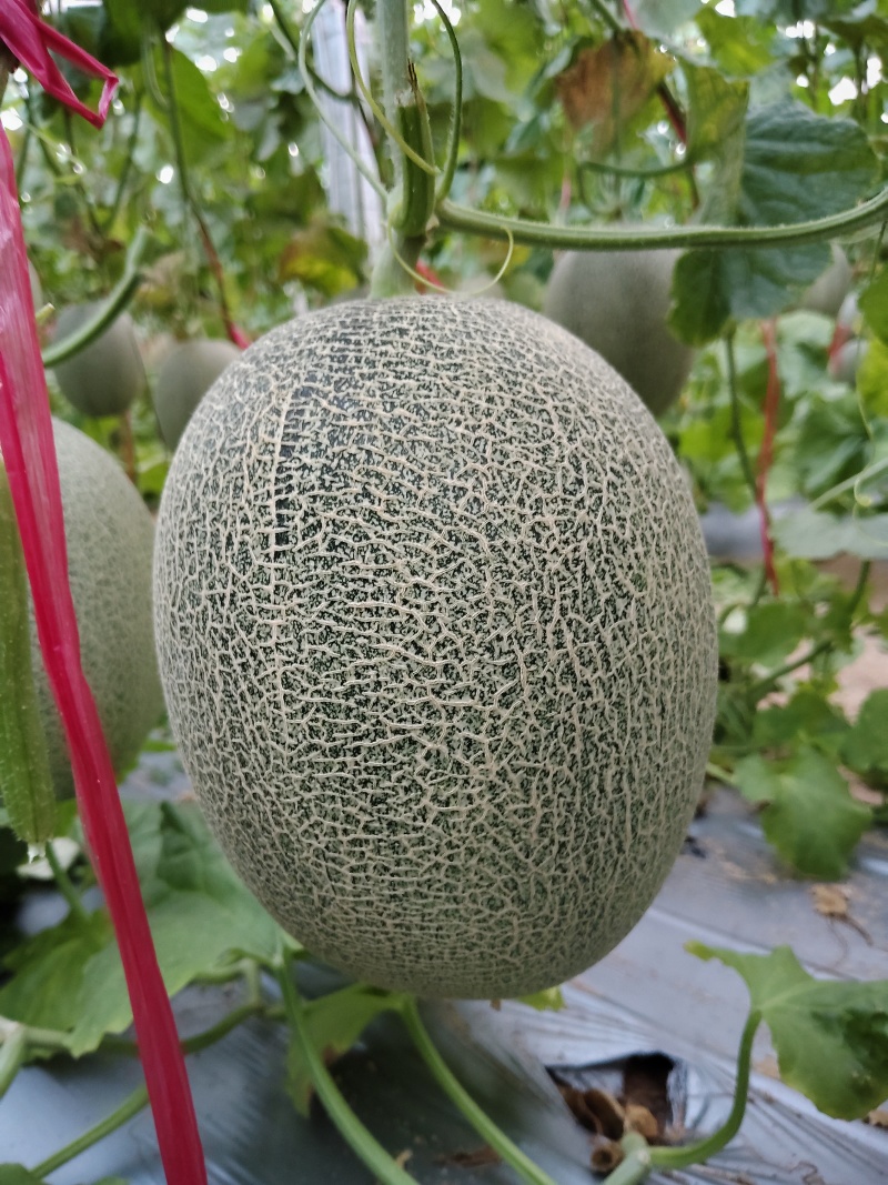富硒网纹甜瓜