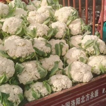 精品河南焦作有机花菜现货供应电商加工厂货源充足