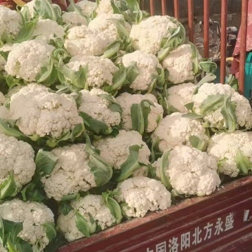 精品河南焦作有机花菜现货供应电商加工厂货源充足