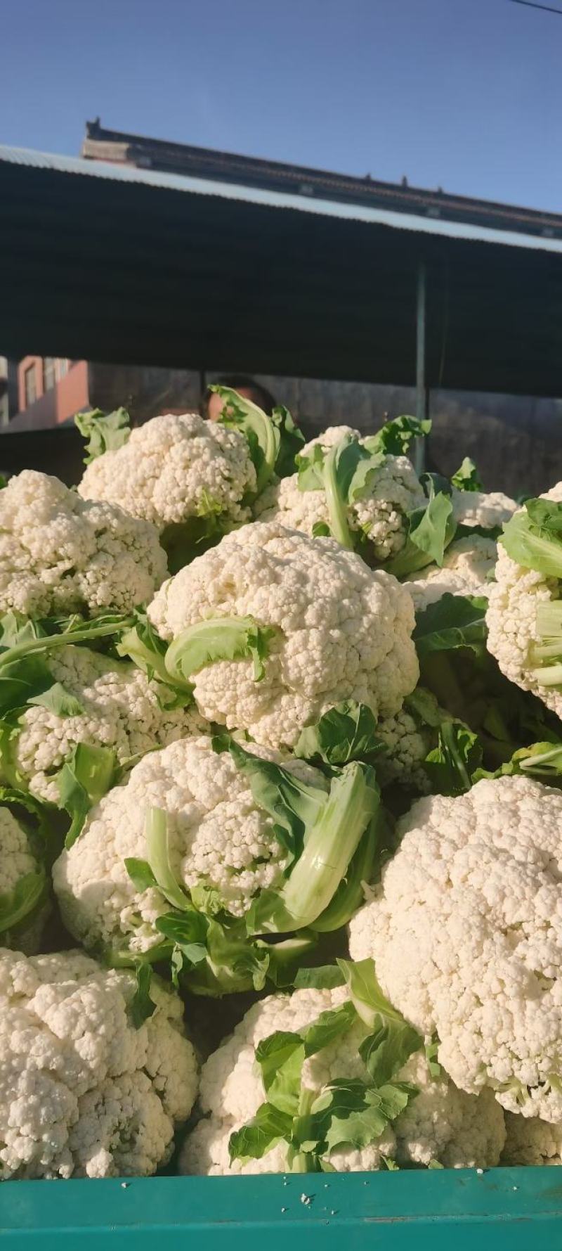 精品河南焦作有机花菜现货供应电商加工厂货源充足
