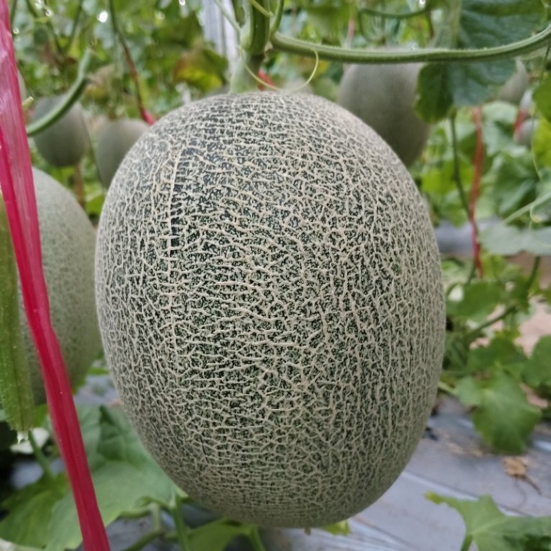 富硒网纹甜瓜