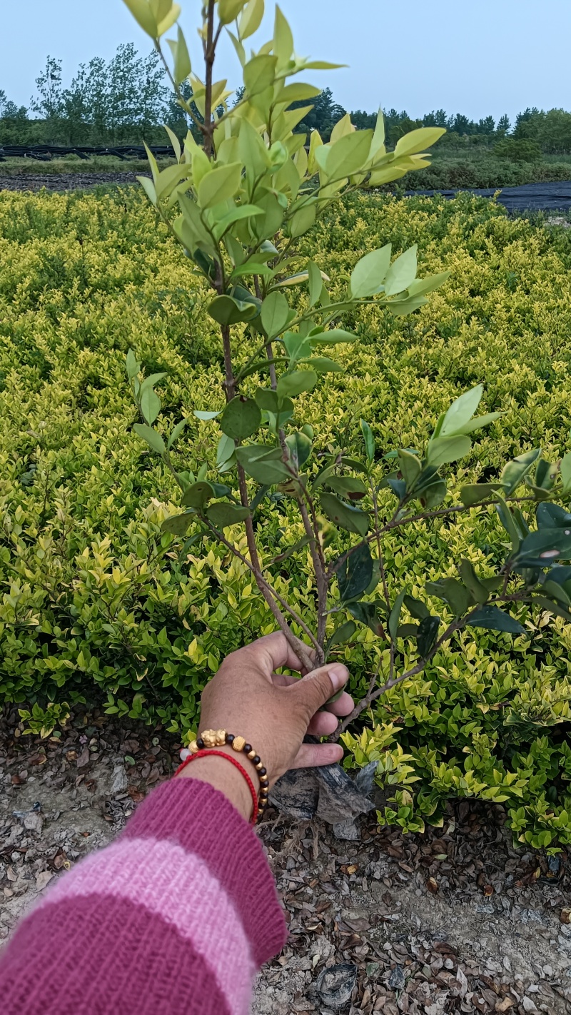 小杯金森女贞