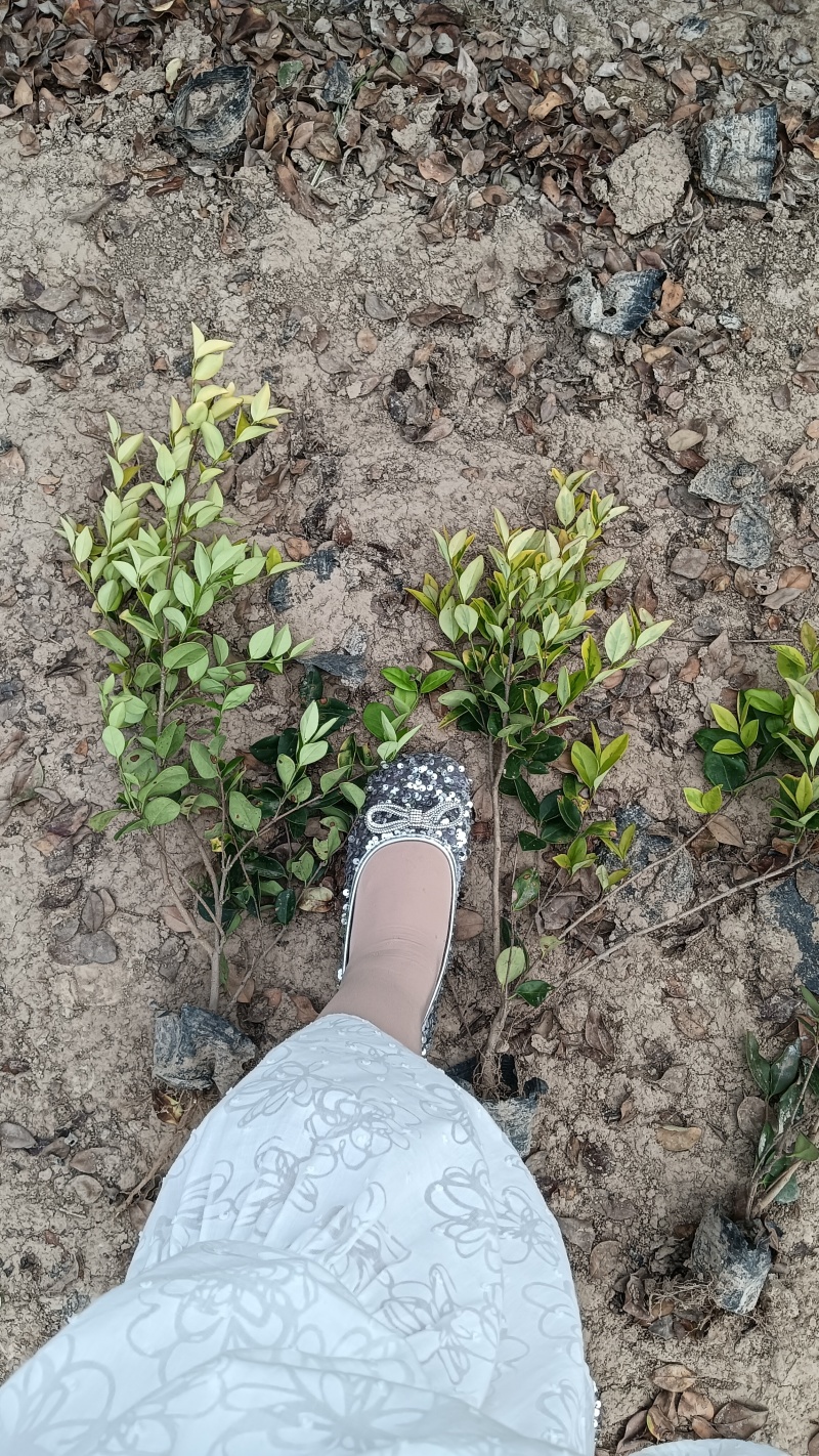 小杯金森女贞