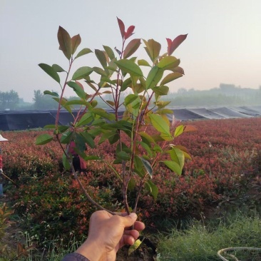 大杯红叶石楠