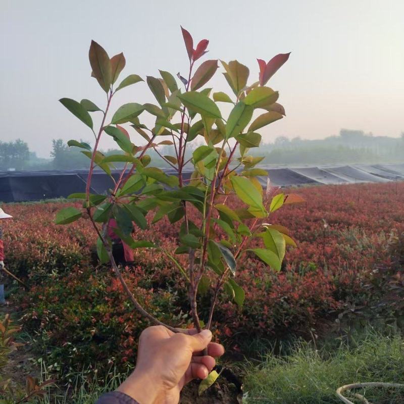 大杯红叶石楠