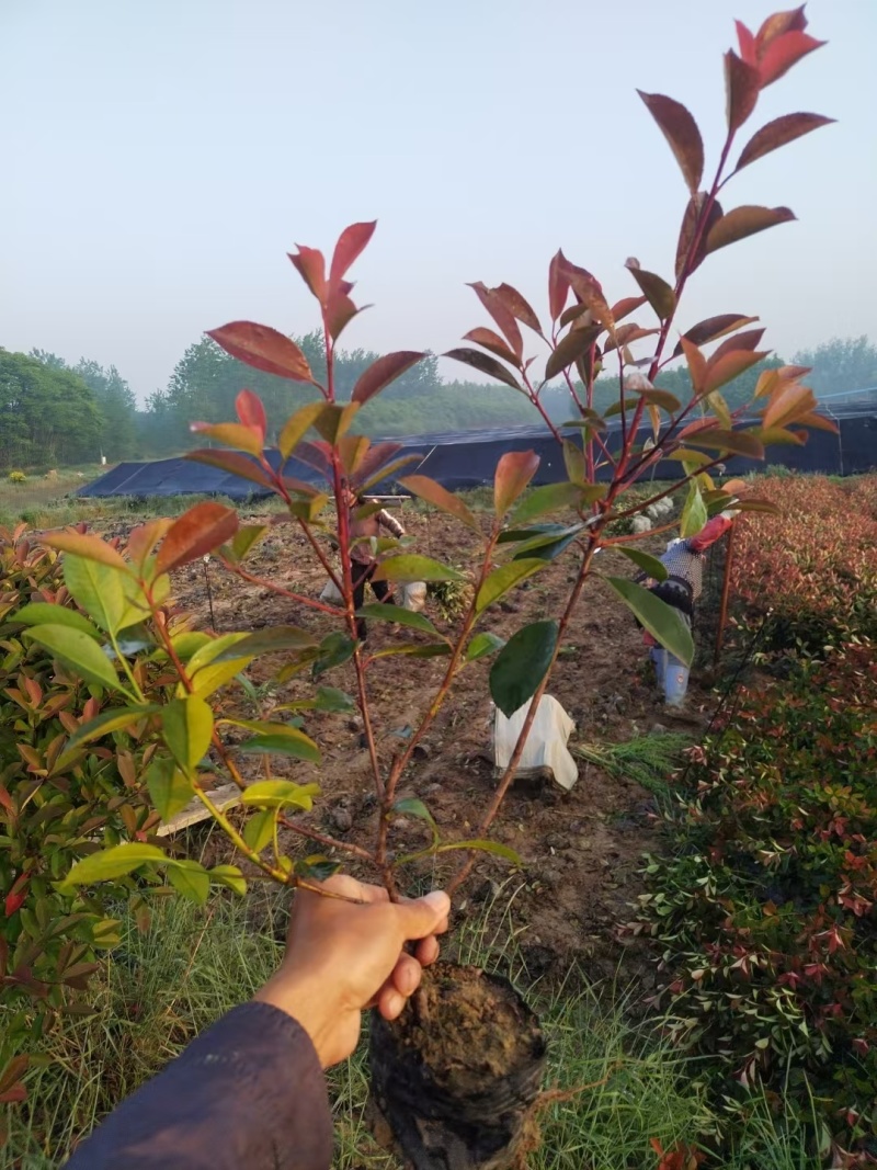 大杯红叶石楠