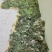 高原野生藏蒲公英