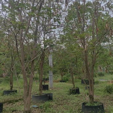 黄花风铃绿化苗木清场处理基地直供价格优惠