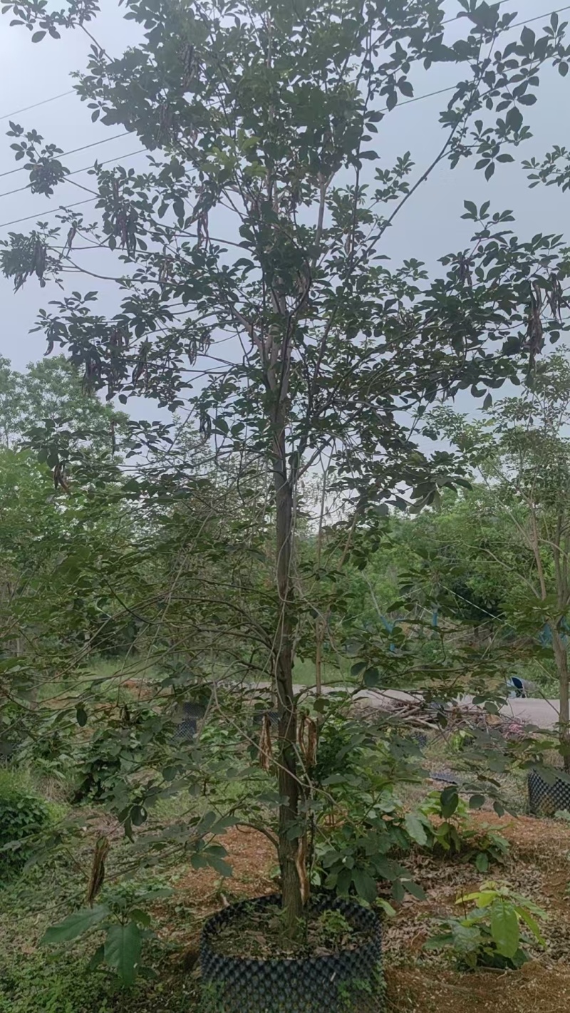 黄花风铃绿化苗木清场处理基地直供价格优惠