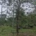 黄花风铃绿化苗木清场处理基地直供价格优惠
