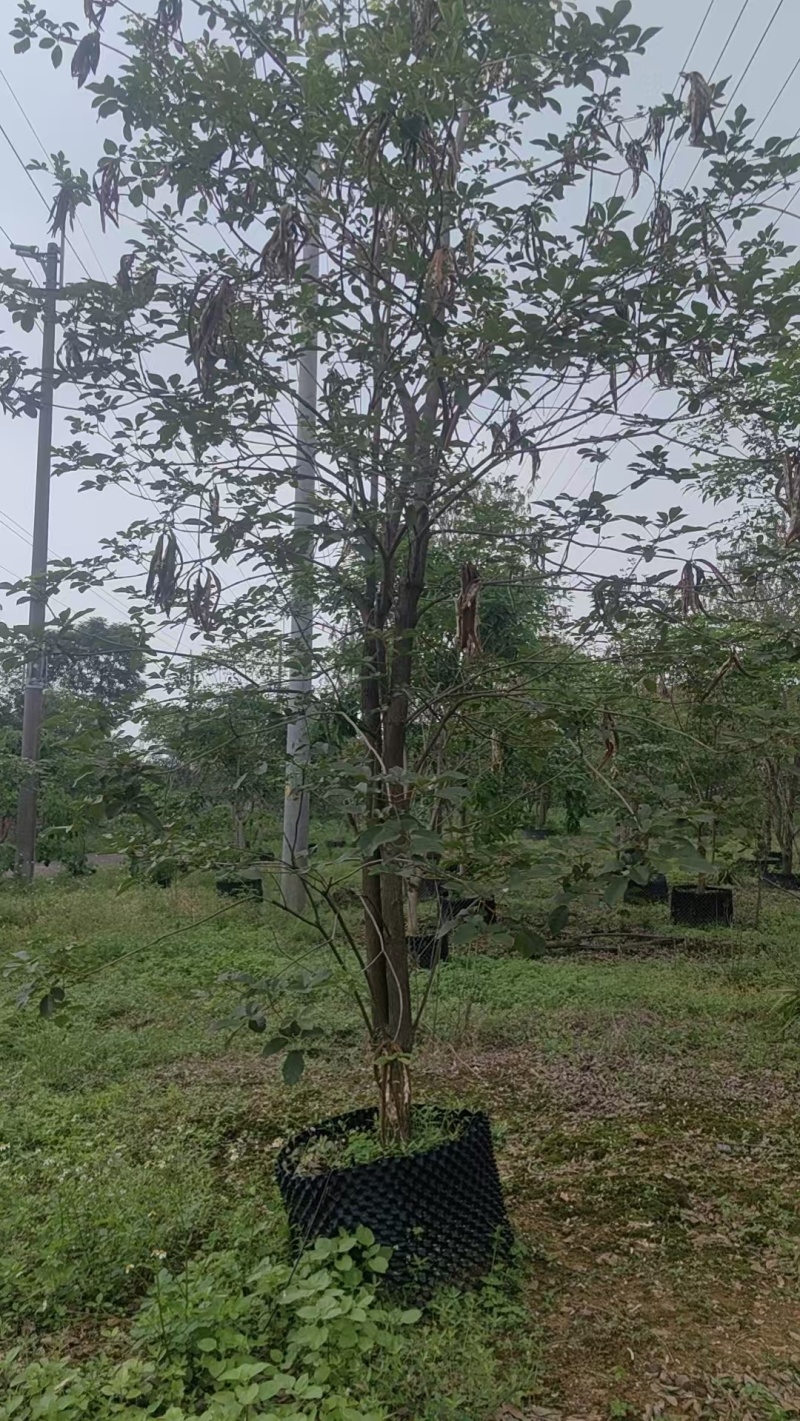 黄花风铃绿化苗木清场处理基地直供价格优惠