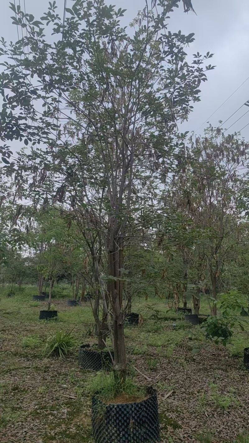 黄花风铃绿化苗木清场处理基地直供价格优惠