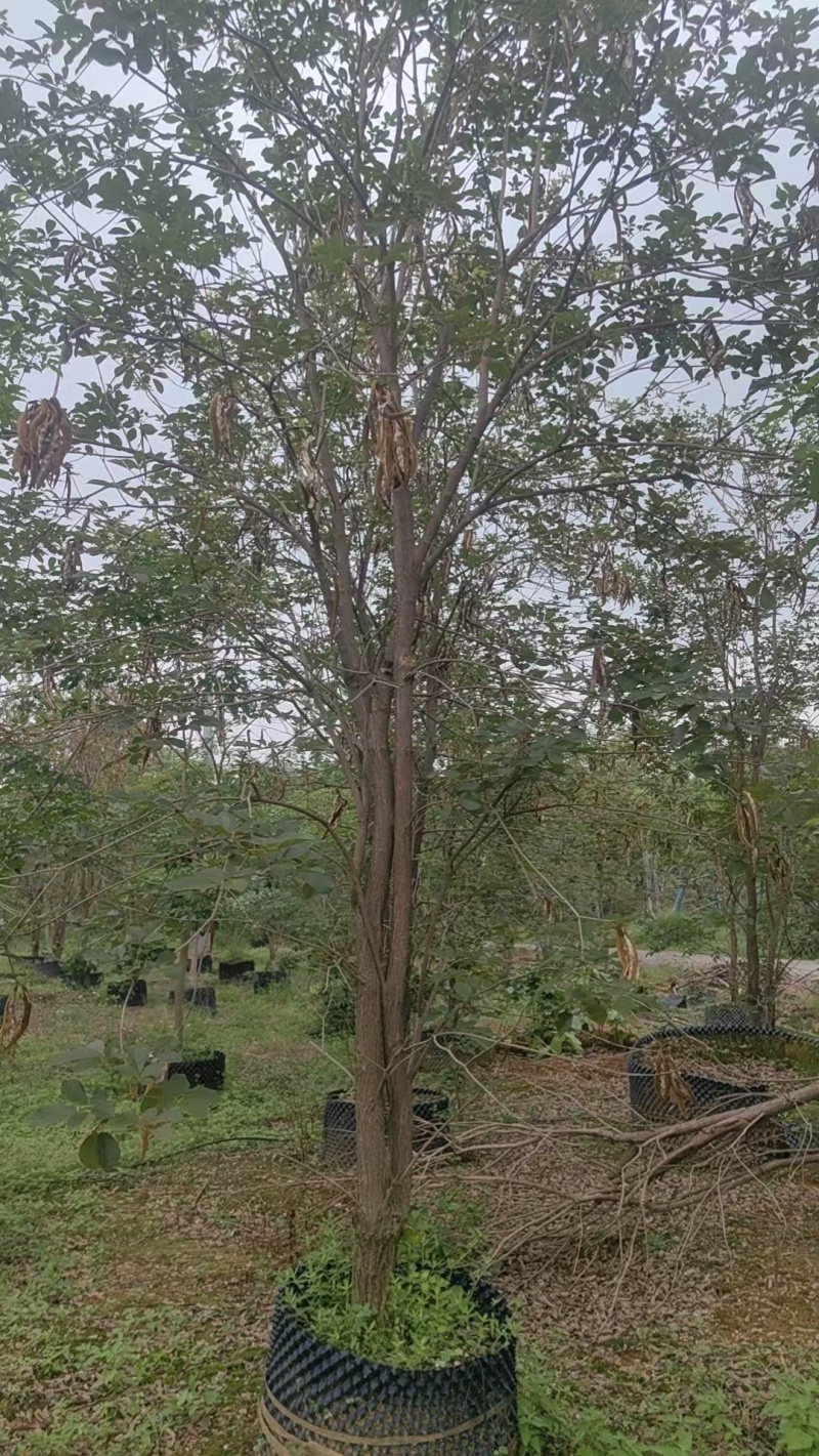 黄花风铃绿化苗木清场处理基地直供价格优惠