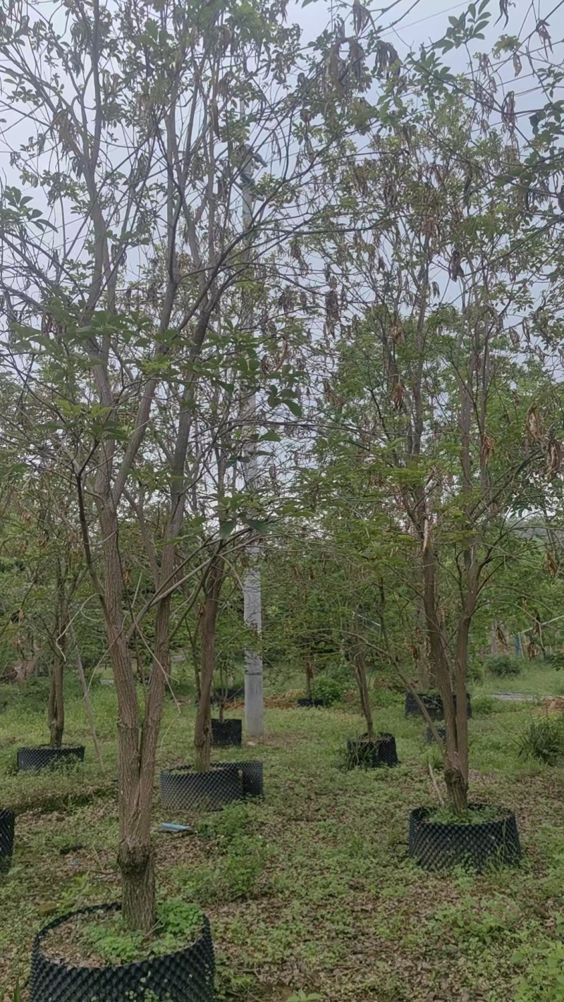 黄花风铃绿化苗木清场处理基地直供价格优惠