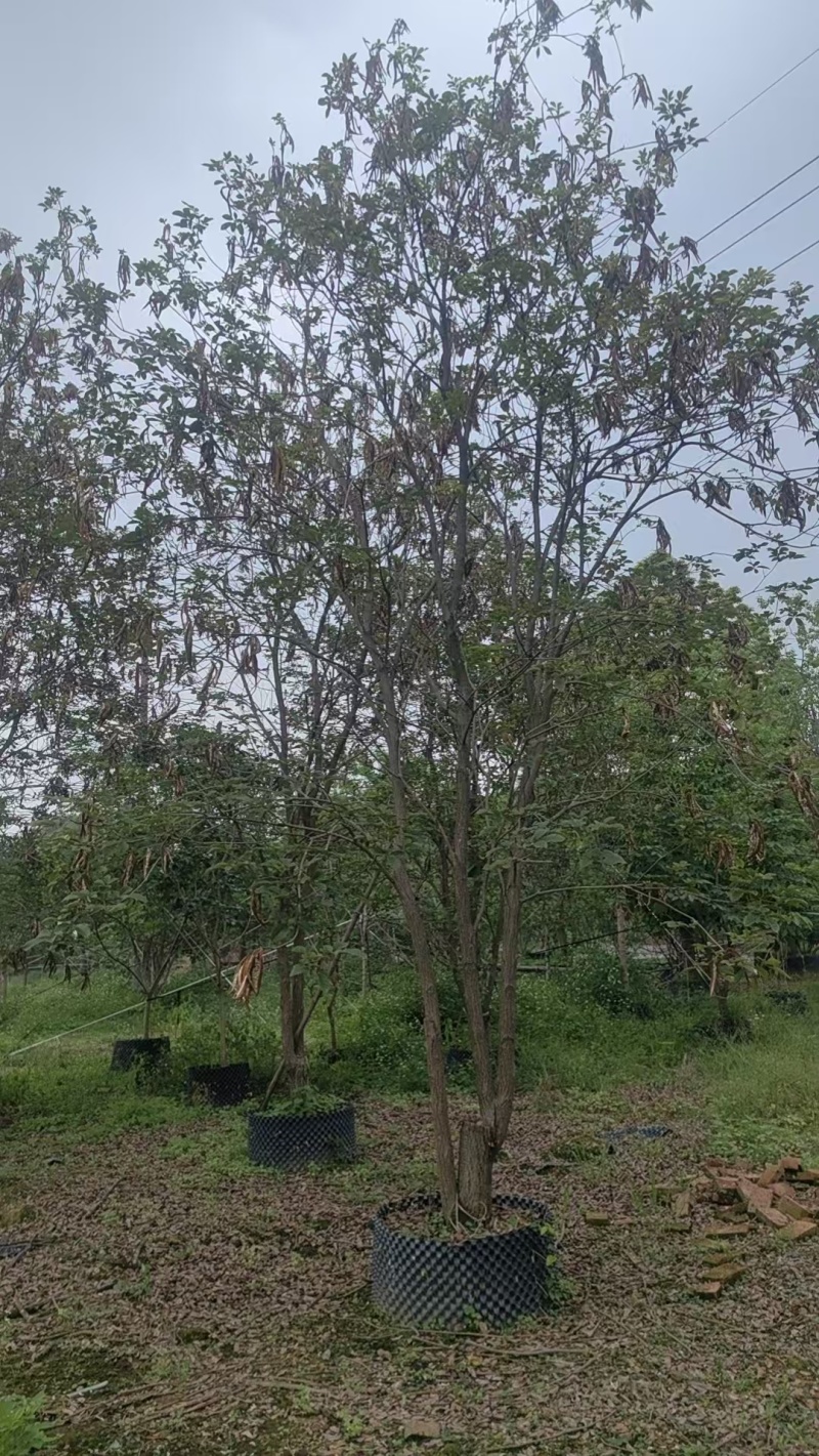 黄花风铃绿化苗木清场处理基地直供价格优惠