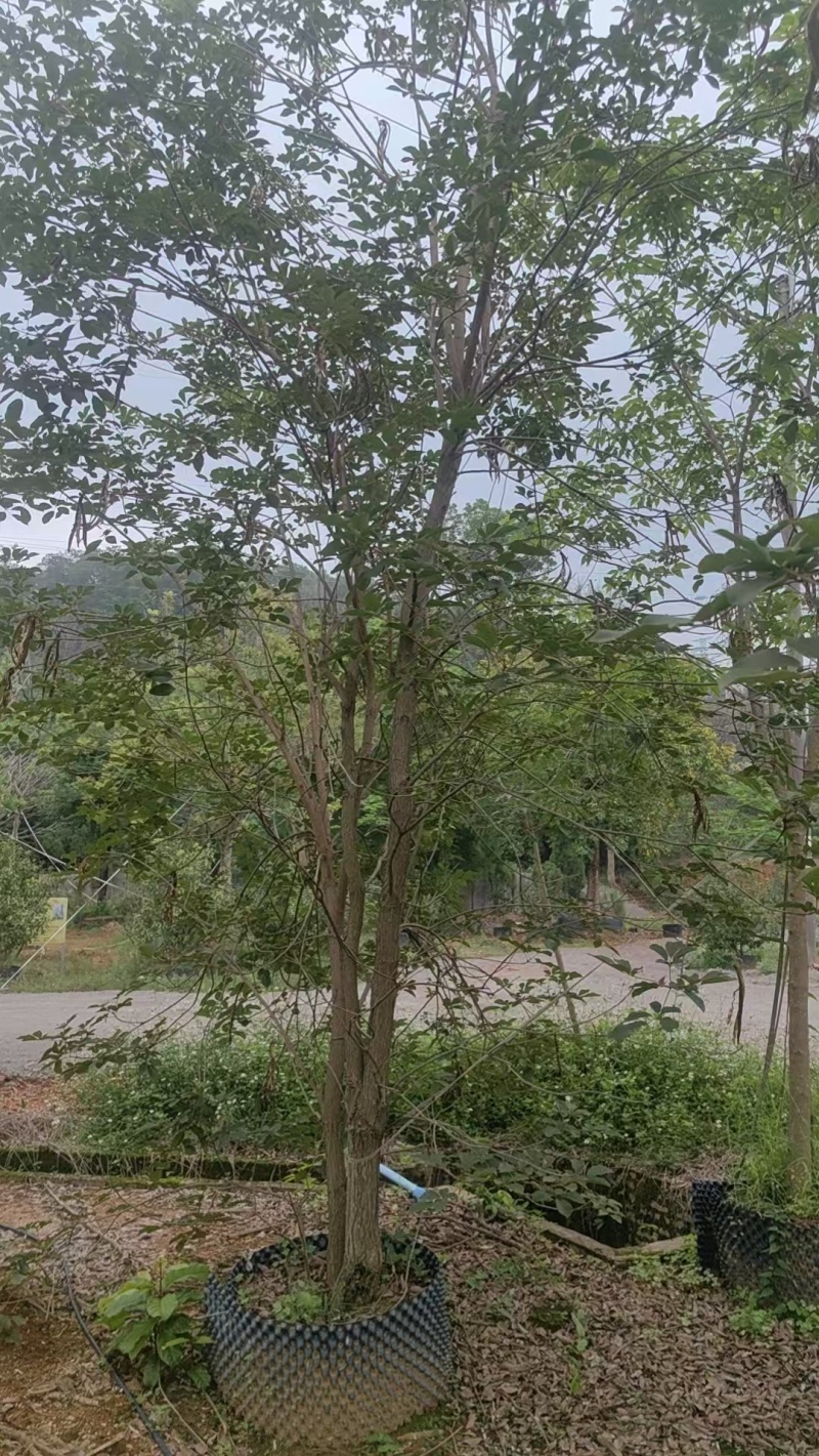 黄花风铃绿化苗木清场处理基地直供价格优惠