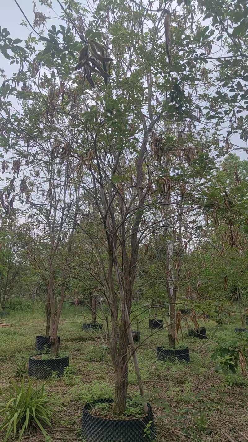 黄花风铃绿化苗木清场处理基地直供价格优惠
