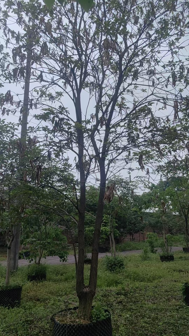 黄花风铃绿化苗木清场处理基地直供价格优惠