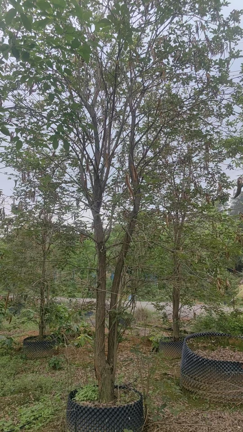黄花风铃绿化苗木清场处理基地直供价格优惠