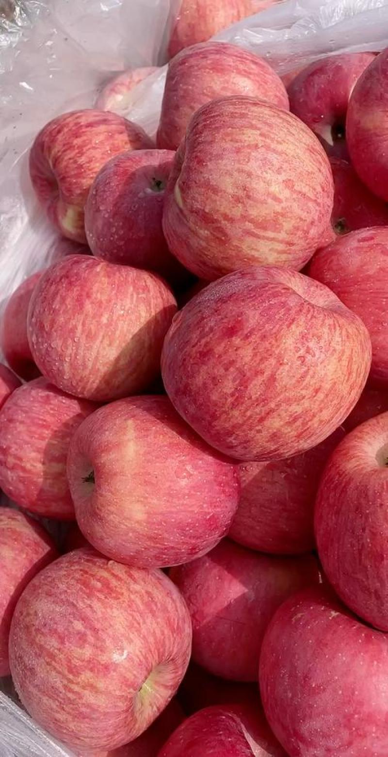 红富士苹果大量有货有要的老板随时联系