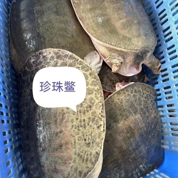 珍珠鳖