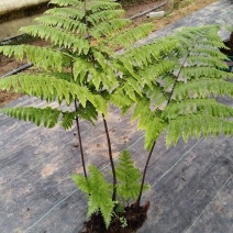 红鳞蕨：种植基地自产自销，大小各规格加仑杯都有