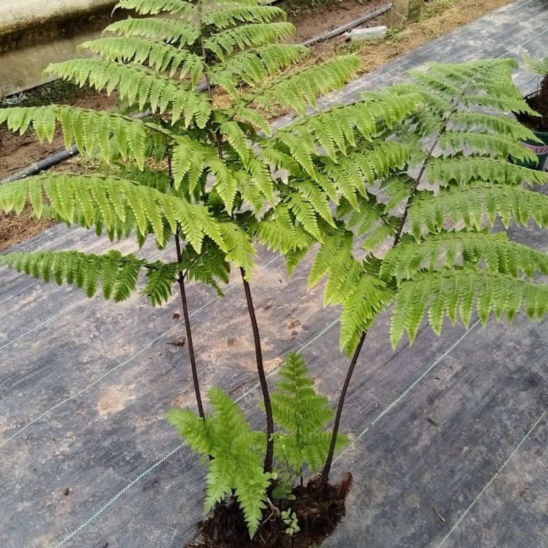 红鳞蕨：种植基地自产自销，大小各规格加仑杯都有