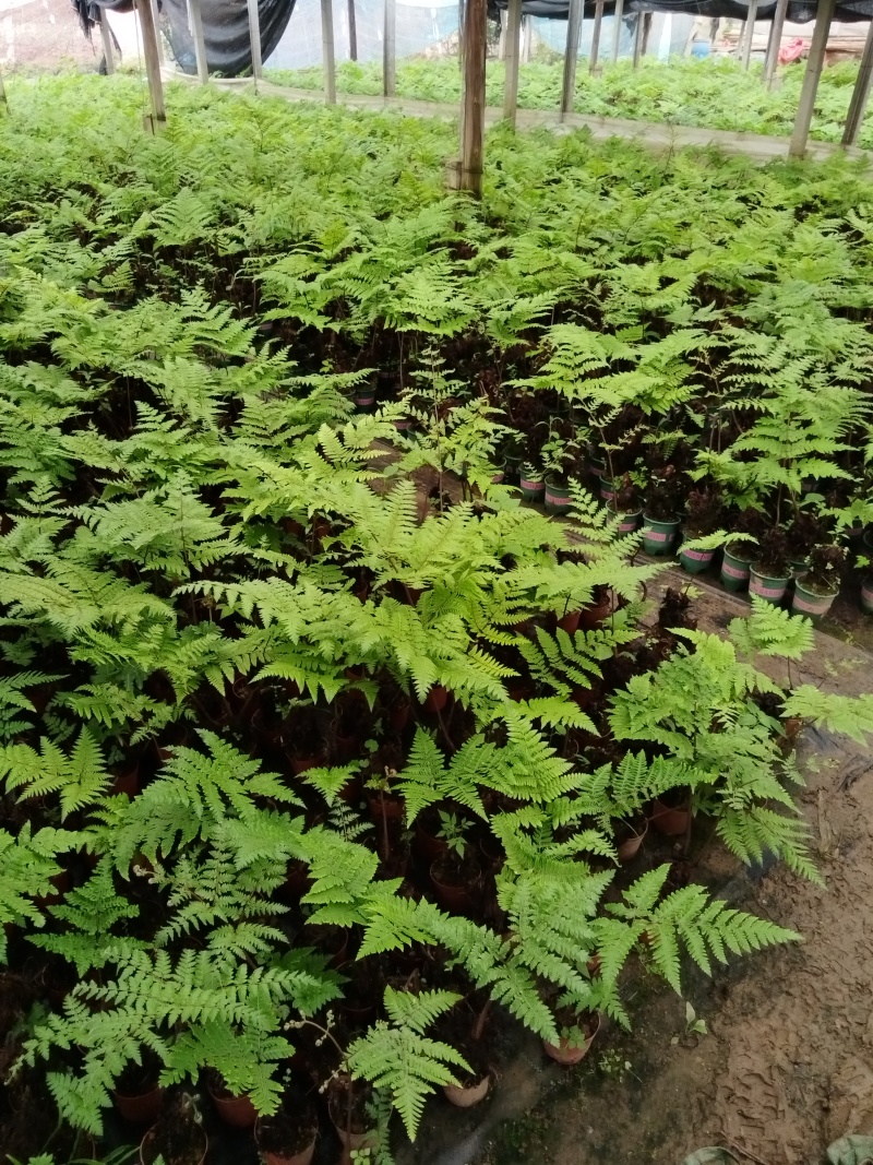 红鳞蕨：室内禅意绿植盆景.室内百搭盆栽.价格美丽欢迎采购