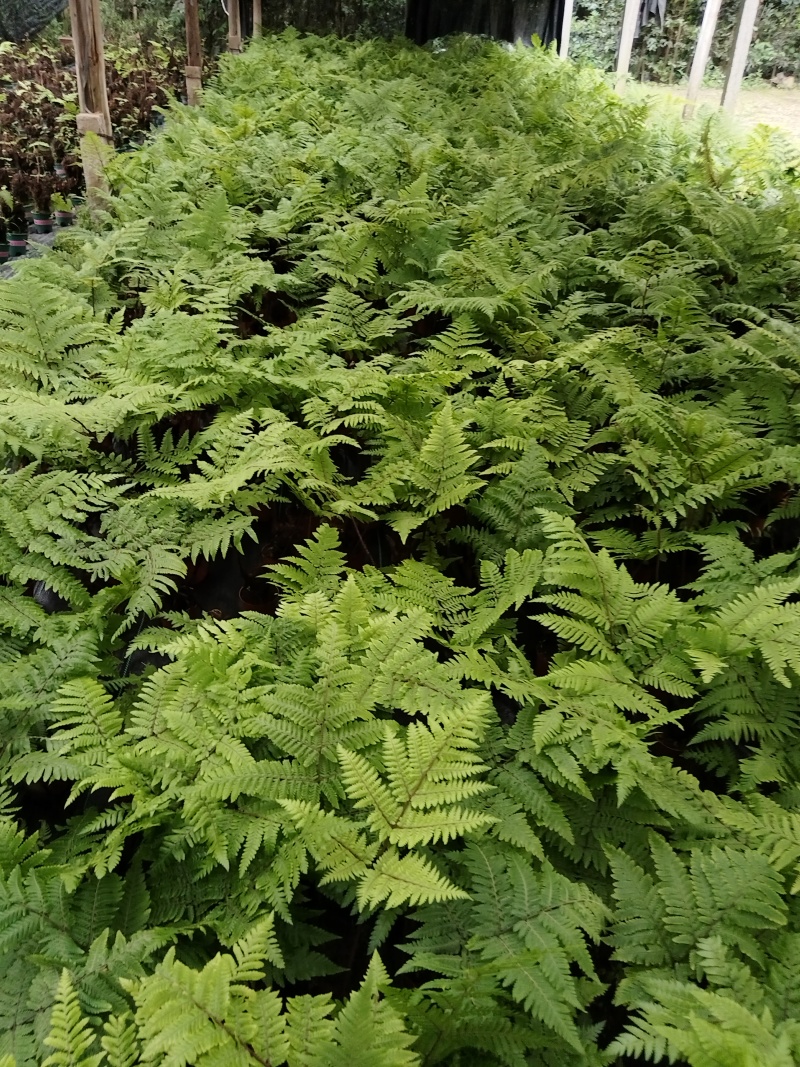 红鳞蕨：室内禅意绿植盆景.室内百搭盆栽.价格美丽欢迎采购