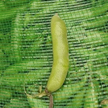 大板豆蚕豆