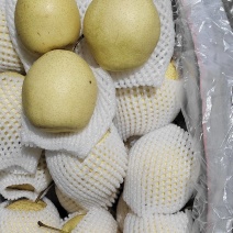 河北石家庄精品雪花梨产地直销量大从优欢迎进店咨询