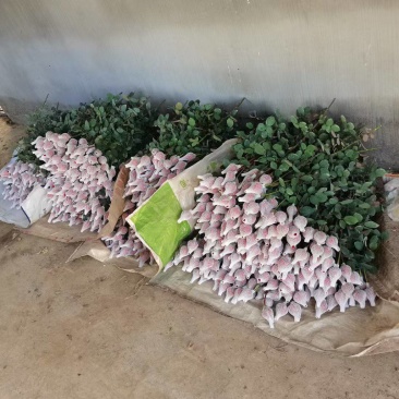 玫瑰花