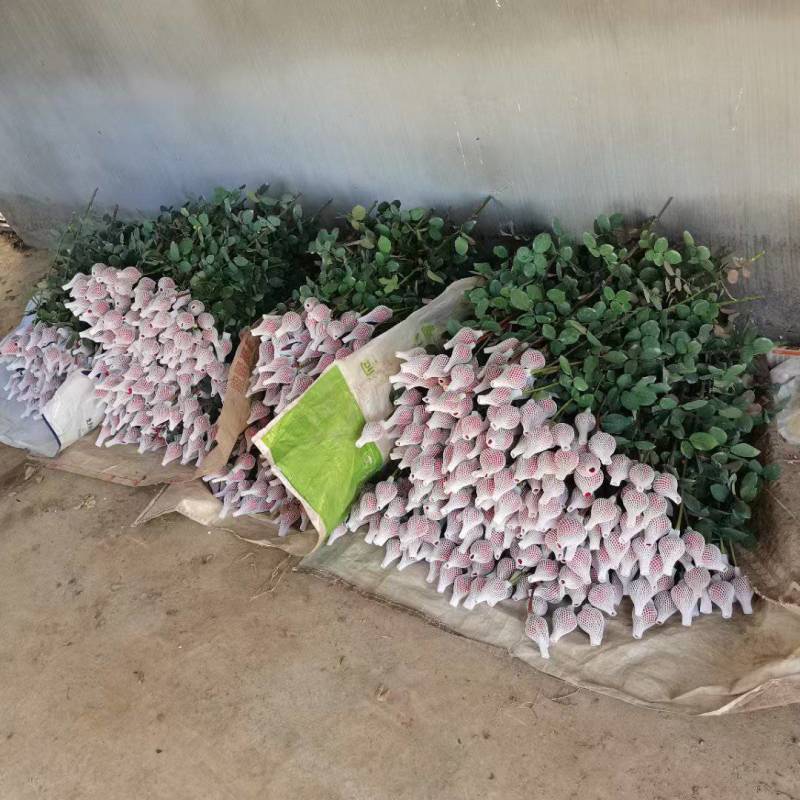 玫瑰花