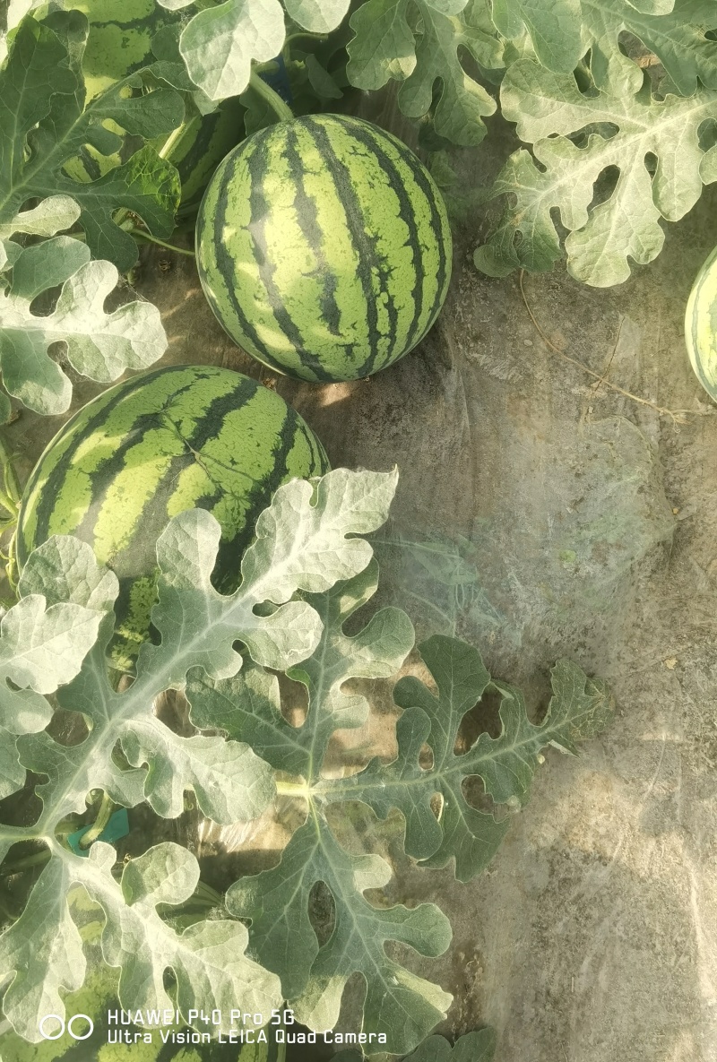 夏邑县美都西瓜大量上市大红壤小薄皮质量保证欢迎订购