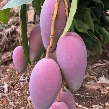 《贵妃芒》攀枝花贵妃红金龙供货代收