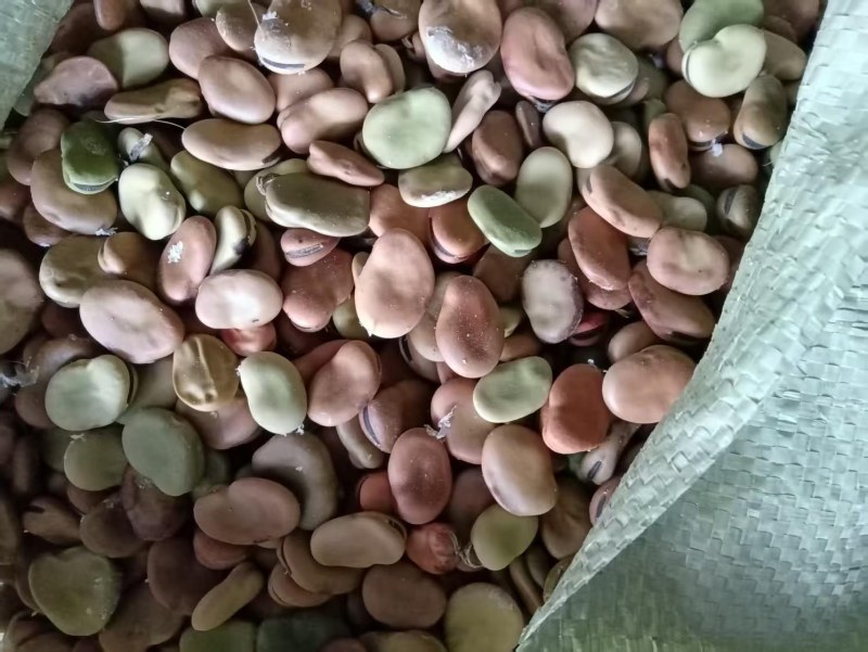 蚕豆常年大量供应蚕豆胡豆饲料级蚕豆食品级蚕豆