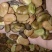 蚕豆常年大量供应蚕豆胡豆饲料级蚕豆食品级蚕豆