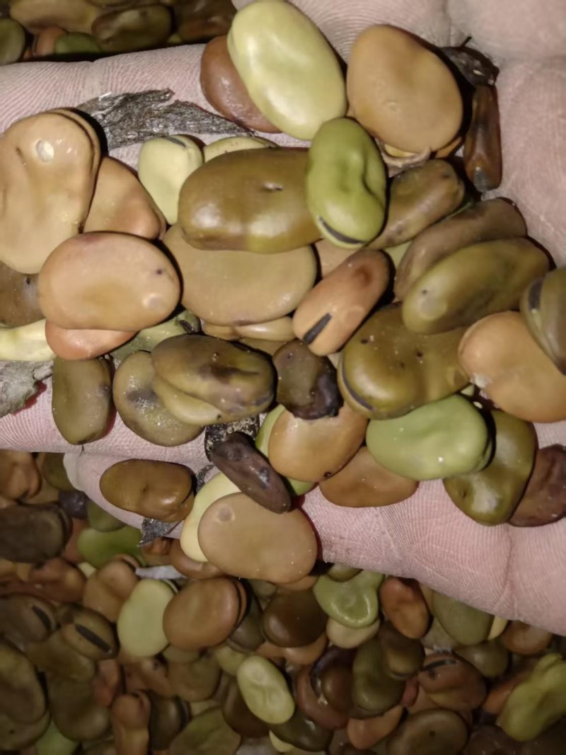 蚕豆常年大量供应蚕豆胡豆饲料级蚕豆食品级蚕豆
