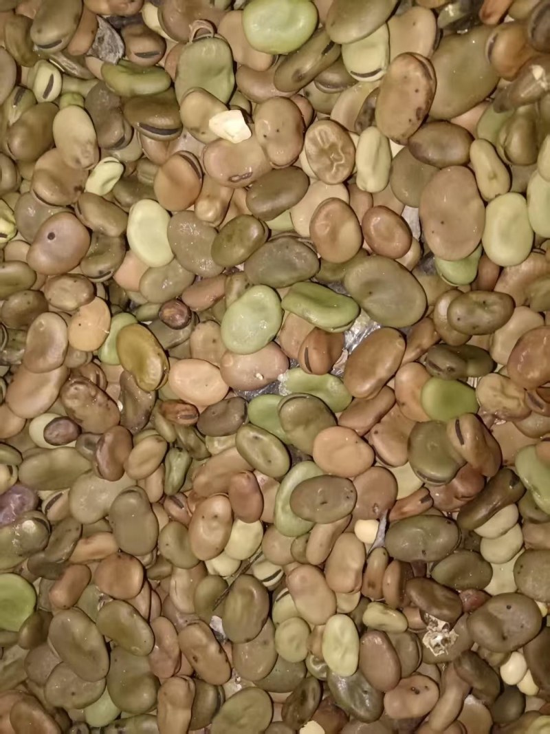 蚕豆常年大量供应蚕豆胡豆饲料级蚕豆食品级蚕豆