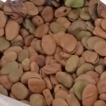 蚕豆常年大量供应蚕豆胡豆饲料级蚕豆食品级蚕豆