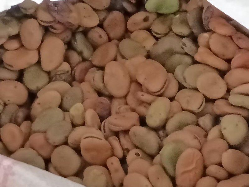 蚕豆常年大量供应蚕豆胡豆饲料级蚕豆食品级蚕豆