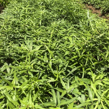 滇黄精2年苗，大量现货规格齐全，当天挖当天发质量保证