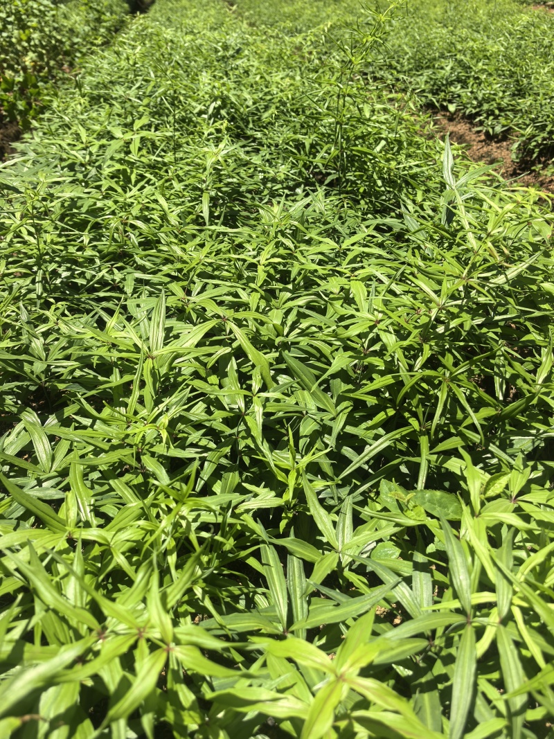 滇黄精2年苗，大量现货规格齐全，当天挖当天发质量保证