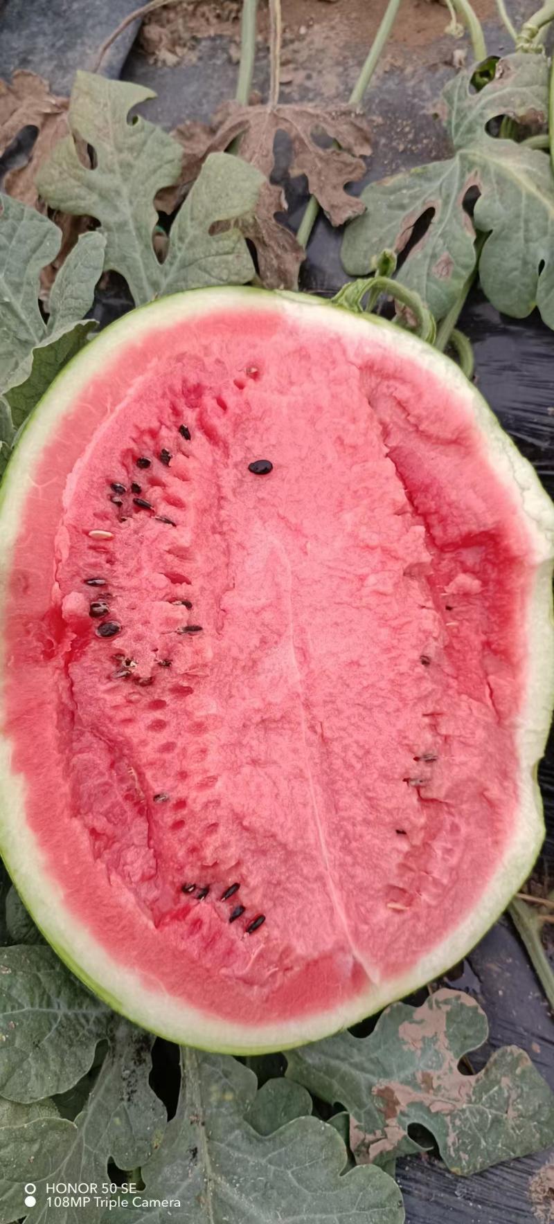 精品甜王西瓜大荔西瓜一手货源全国发货欢迎来电
