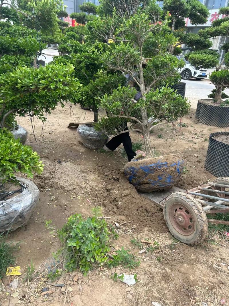 造型黄杨，造型小叶瓜子黄杨，瓜子黄杨杨造型树