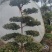 造型黄杨，造型小叶瓜子黄杨，瓜子黄杨杨造型树