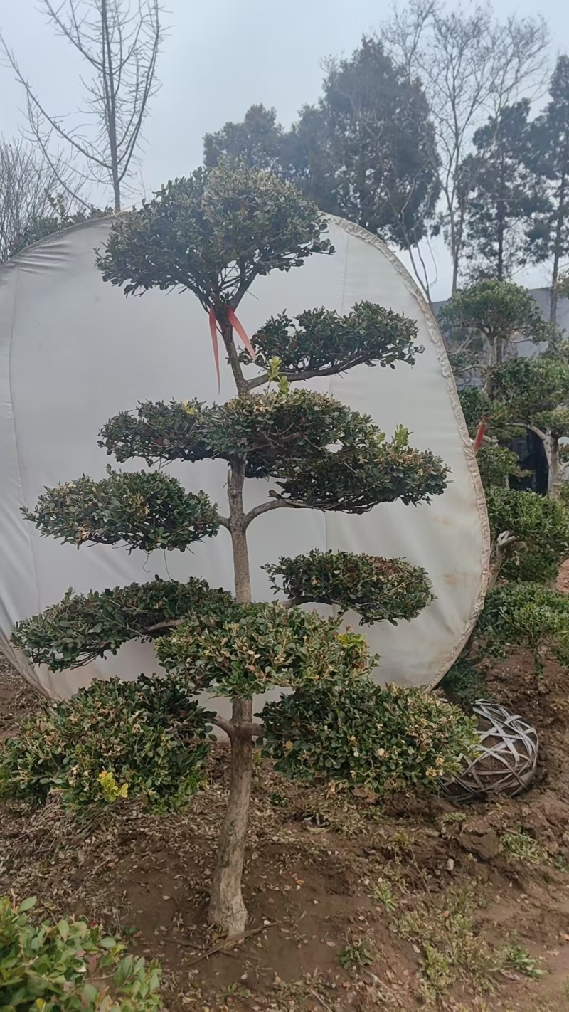 造型黄杨，造型小叶瓜子黄杨，瓜子黄杨杨造型树